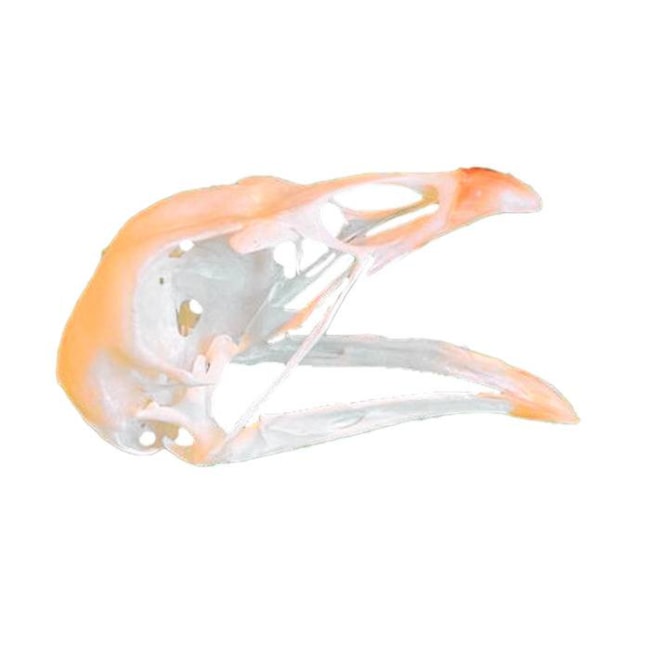 Modelo de Crânio De Pombo Natural-b4436bbb-29df-4ef2-a4d6-b8d458dd4f87