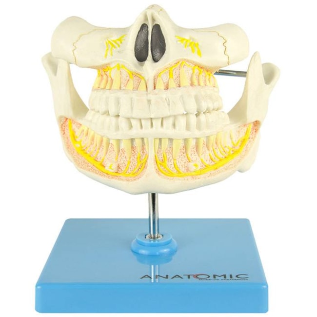Modelo de Dentição Adulta-da6fe89c-a88d-4af5-9b46-5f4e2a068dcc
