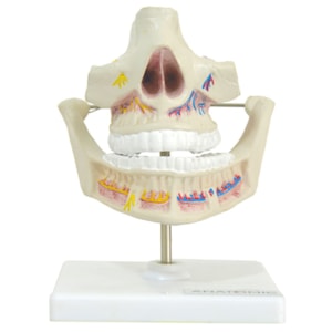 Modelo de Dentição Adulta