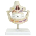 Modelo de Dentição Adulta-dc5acee2-a218-43f2-8004-365a872e31f9