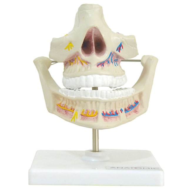 Modelo de Dentição Adulta-8368f1ec-0ef1-45db-a38f-815a8c483c96