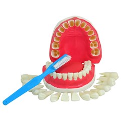 Modelo de Dentição Com Todos Os Dentes Removíveis