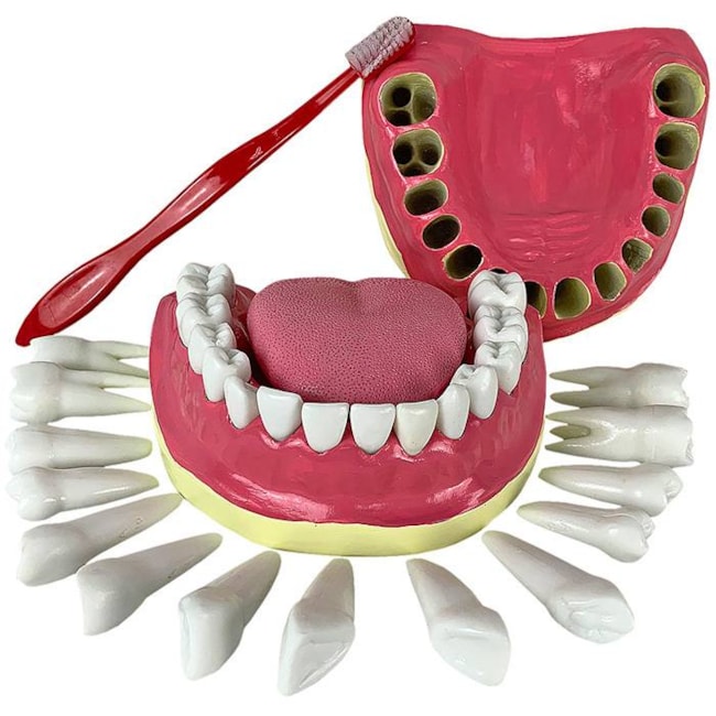 Modelo de Dentição Com Todos Os Dentes Removíveis-f70fc3bb-c075-4201-8554-6bc9665a721c