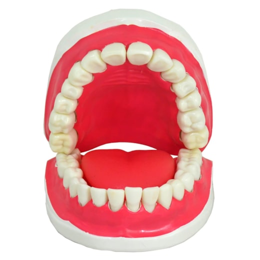 Modelo de Dentição Com Todos Os Dentes Removíveis