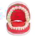 Modelo de Dentição Com Todos Os Dentes Removíveis-c89e47db-0047-4d56-8d21-32e4e94d3be6
