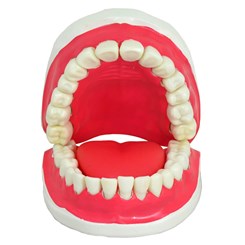 Modelo de Dentição Com Todos Os Dentes Removíveis