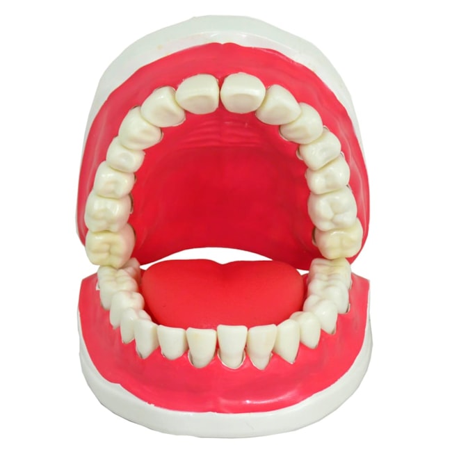 Modelo de Dentição Com Todos Os Dentes Removíveis-b6ad3154-5336-4f62-8b9d-faf256b4f77c