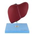 Modelo de Fígado Básico-127ab27a-d10b-40d5-b1fc-da20bdd6dfe6