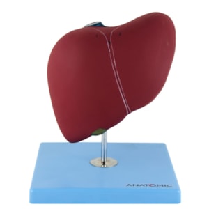 Modelo de Fígado Básico
