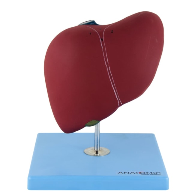 Modelo de Fígado Básico-8ee52f99-f1c1-4d16-9d19-00e33f069688