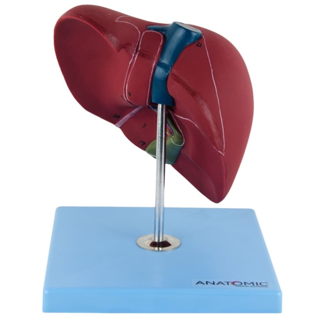 Modelo de Fígado Básico-dbb035d0-f56d-4ca9-9350-809156d518a4