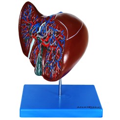 Modelo de Fígado Luxo