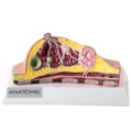 Modelo de Mama com Patologias-a0a28f53-2837-41db-9bff-bcfdd36ee1b7
