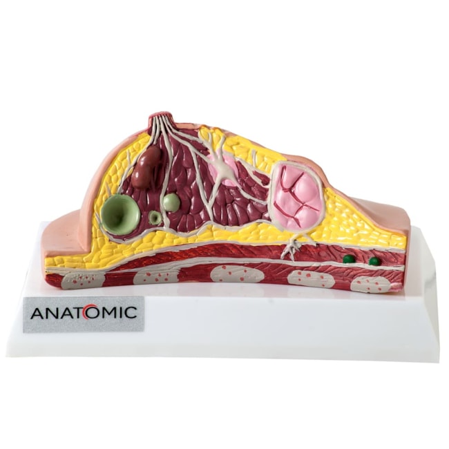 Modelo de Mama com Patologias-b3a90c4c-74c2-4cfa-a756-87b18894198e