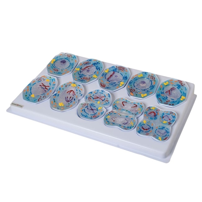 Modelo De Meiose Com 10 Peças-a772f5a7-6d04-4f01-9cc7-ec2cc2d32267