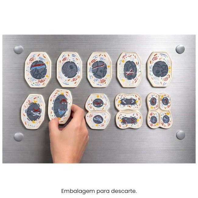 Modelo De Meiose Com 10 Peças-520aaba0-1611-445e-8ae6-8fa638009ff8