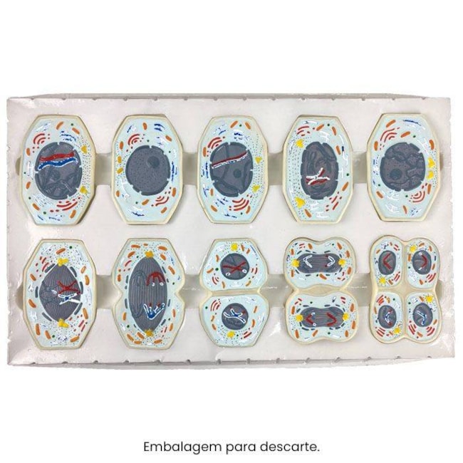Modelo De Meiose Com 10 Peças-bcbc140a-1e8a-48da-8662-08110cbfd487