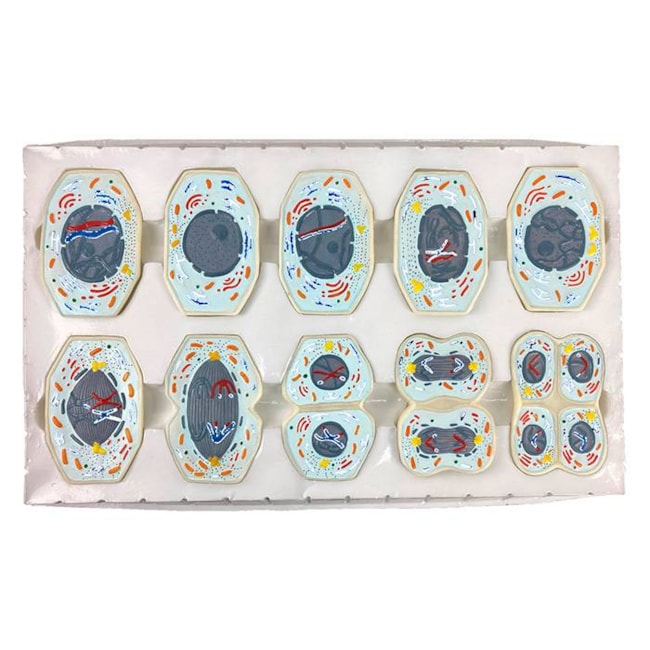 Modelo De Meiose Com 10 Peças-2b052955-40d9-4336-8b48-b8ced709b8b1