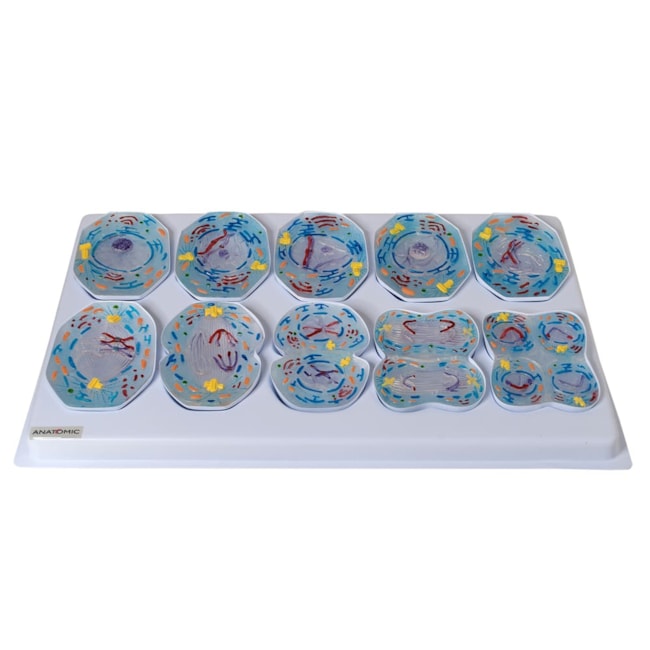 Modelo De Meiose Com 10 Peças-5c552a6e-3697-4127-9537-cd872cef3452
