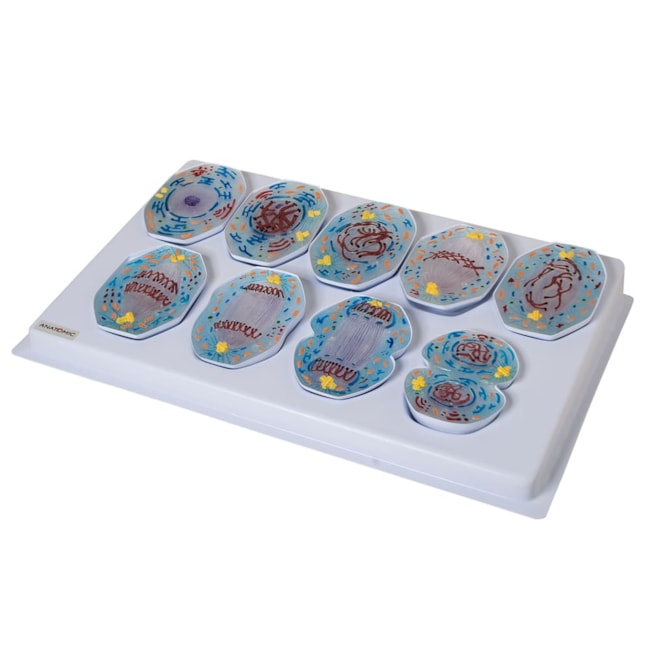 Modelo De Mitose Com 9 Peças-c5f3b179-f78d-43b0-826c-d85e11a56f90