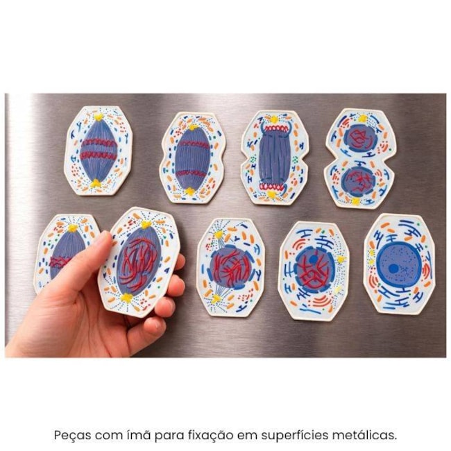 Modelo De Mitose Com 9 Peças-bcb6d00e-5b4f-4d9d-bb41-bbdc4c933fa2