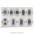 Modelo De Mitose Com 9 Peças-ccc67254-851f-45d0-a8a5-fc556e5cd1cf