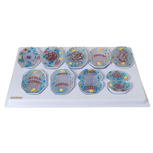 Modelo De Mitose Com 9 Peças-25c050f1-97e8-4afa-8d34-a6fc43a5b8ea