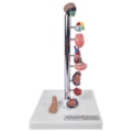 Modelo de Órgãos Afetados pela Diebete-ac1117dd-466e-4050-85d3-c2e17339a997