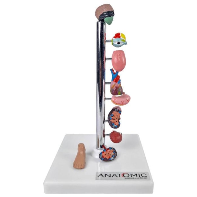 Modelo de Órgãos Afetados pela Diebete-2b326e0b-8503-4d73-82c8-ba0b32390141