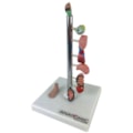 Modelo de Órgãos Afetados pela Diebete-272add5b-c22e-4c1c-975a-013cbb94230a