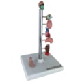 Modelo de Órgãos Afetados pela Diebete-3eb4e76d-3d0a-4fa0-9cd3-4f421a88028e