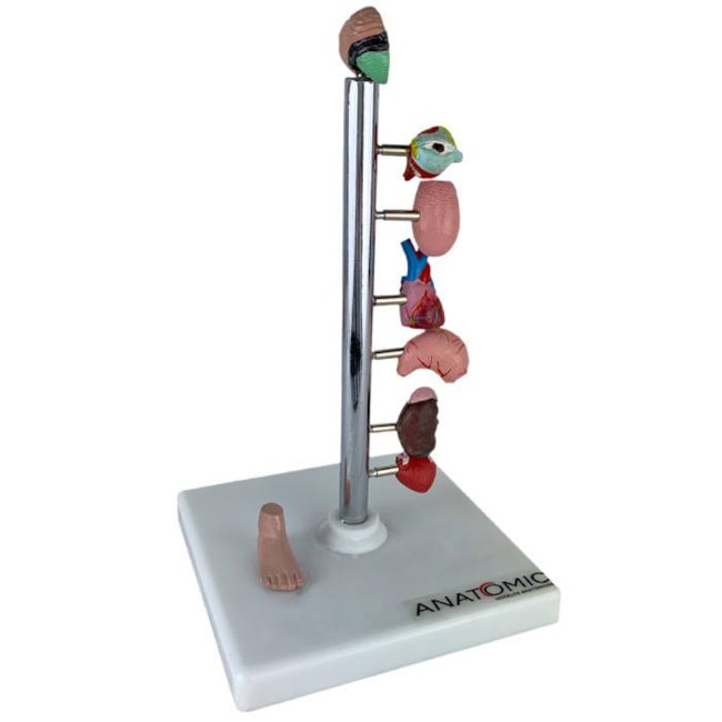 Modelo de Órgãos Afetados pela Diebete-43013155-9f6d-4d49-8e3c-a547bc3e3d9d