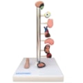Modelo de Órgãos Afetados pela Diebete-f365557e-1796-4200-b2a3-ea1530484ad5