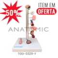 Modelo de Órgãos Afetados pela Diebete-7e0f0a06-ebe2-43c2-b89a-8b3d974fa425