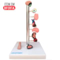 Modelo de Órgãos Afetados pela Diebete-d94d15dd-b7df-43ad-a4ba-fde818bb7e02