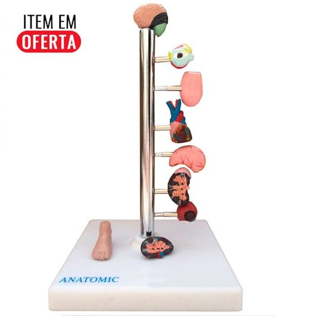 Modelo de Órgãos Afetados pela Diebete-c3c228b6-6c7b-49a8-a442-409a855e4066