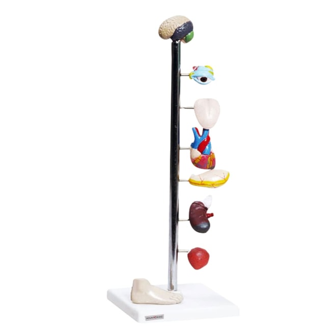 Modelo de Órgãos Afetados pela Diebete-74e46fbe-5398-40c0-bc35-68b961dd5cc1