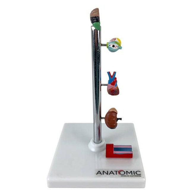 Modelo de Órgãos Afetados pela Hipertensão-02916b18-09ec-4e1d-ba10-dce9cb040fc3