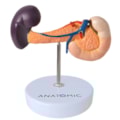 Modelo de Pâncreas-228d0fb1-72f9-47e8-8745-13b00c73d6ca