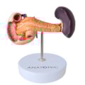 Modelo de Pâncreas-c804ed75-811b-4614-a50a-cd7e5992b8de