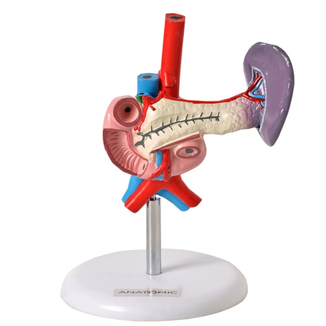 Modelo de Pâncreas e Duodeno-beec1f97-f609-4571-834b-59aa78f1ee72