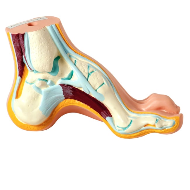 Modelo de Pés  Normal, Chato e Curvo-9b0f8e2a-37a9-4cc8-a8e0-8a4a3127abe4