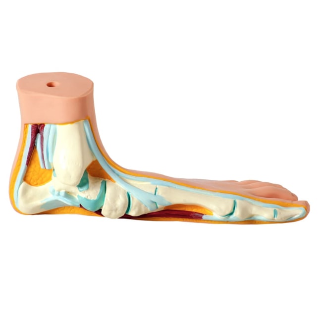 Modelo de Pés  Normal, Chato e Curvo-256ea9fa-02f8-4c6c-91b5-5dc66b7d56ff