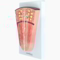 Modelo de Secção de Néfron-1db87453-95dd-4e1e-b140-0eead90c1091