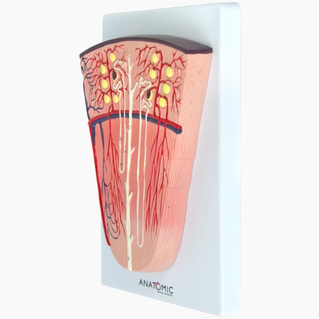 Modelo de Secção de Néfron-2f06a8bf-c269-49a6-935a-03f63dc18a76