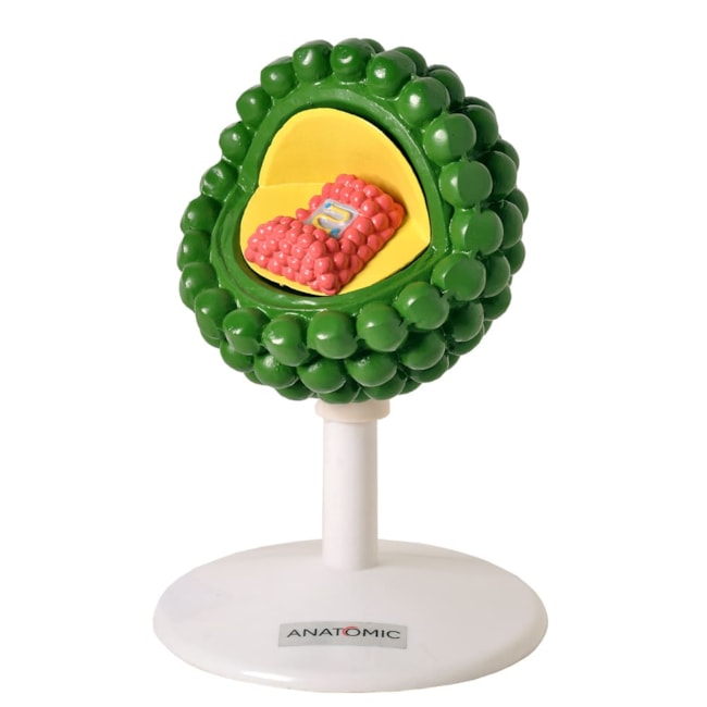 Modelo do Vírus HIV-e1e2910f-5e04-460a-b0a0-05f4bb7e83f4