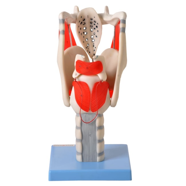 Modelo Funcional da Laringe Ampliada-633deec2-bac7-45eb-8f95-0c7551135519