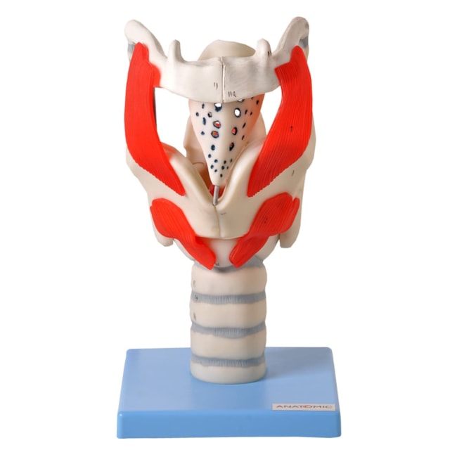 Modelo Funcional da Laringe Ampliada-2ec8e3e9-db3d-4001-b07f-a54fb9d9261c