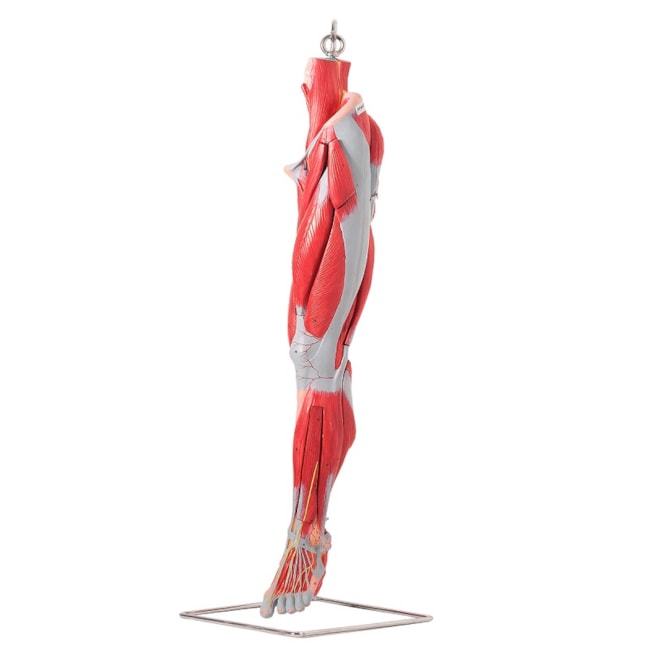 Músculos do Membro Inferior Com os Principais Vasos e Nervos 10 Partes-75d67865-1898-45c2-bdda-33dd2f338089