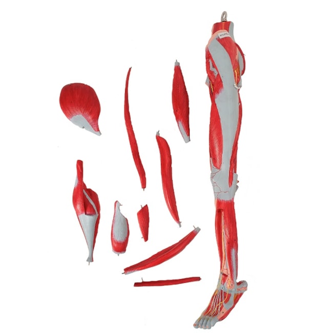 Músculos do Membro Inferior Com os Principais Vasos e Nervos 10 Partes-dcad6171-97ea-4ced-9241-25ebe7a4812b